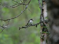 Ficedula hypoleuca 14, Bonte vliegenvanger, male, Saxifraga-Dirk Hilbers
