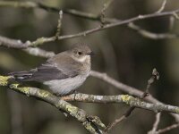 Ficedula hypoleuca 21, Bonte vliegenvanger, Saxifraga-Mark Zekhuis