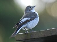 Bonte vliegenvanger 01 #06732 : Ficedula hypoleuca, European Pied Flycatcher, Bonte vliegenvanger, male