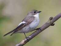 Ficedula hypoleuca 25, Bonte vliegenvanger, Saxifraga-Mark Zekhuis