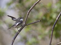 Ficedula hypoleuca 26, Bonte vliegenvanger, Saxifraga-Mark Zekhuis