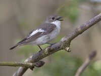 Ficedula hypoleuca 29, Bonte vliegenvanger, Saxifraga-Mark Zekhuis
