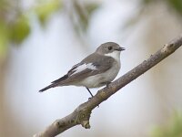 Ficedula hypoleuca 30, Bonte vliegenvanger, Saxifraga-Mark Zekhuis