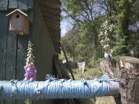 Ficedula hypoleuca 34, Bonte vliegenvanger, Saxifraga-Mark Zekhuis