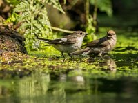 Ficedula hypoleuca 57, Bonte vliegenvanger, adult man, Saxifraga-Theo Verstrael
