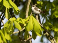 Ficedula hypoleuca 59, Bonte vliegenvanger, adult man, Saxifraga-Theo Verstrael
