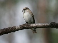 Ficedula hypoleuca 7, Bonte vliegenvanger, female, Saxifraga-Dirk Hilbers