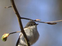 Ficedula hypoleuca 92, Bonte vliegenvanger, adult, male, Saxifraga-Theo Verstrael