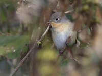 Ficedula parva 2, Kleine vliegenvanger, Saxifraga-Mark Zekhuis