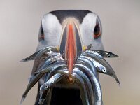 Fratercula arctica, Puffin; Papegaaiduiker  Fratercula arctica, Puffin; Papegaaiduiker : Engeland, England, Farne Isles, Fratercula arctica, Puffin, papegaaiduiker, sea bird, sea birds, vogel, zeevogel, zeevogels