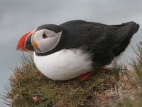 Fratercula arctica 12, Papegaaiduiker, Saxifraga-Jan Nijendijk