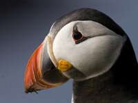 Fratercula arctica 15, Papegaaiduiker,  Saxifraga-Mark Zekhuis