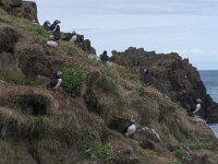 Fratercula arctica 29, Papegaaiduiker, Saxifraga-Peter Stein