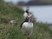 Fratercula arctica 30, Papegaaiduiker, Saxifraga-Peter Stein