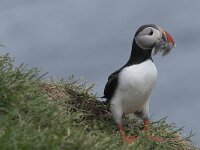 Fratercula arctica 31, Papegaaiduiker, Saxifraga-Peter Stein
