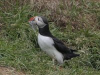 Fratercula arctica 34, Papegaaiduiker, Saxifraga-Peter Stein