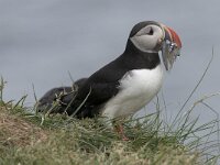 Fratercula arctica 35, Papegaaiduiker, Saxifraga-Peter Stein