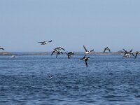 Fratercula arctica 38, Papegaaiduiker, Saxifraga-Willem van Kruijsbergen