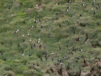 Fratercula arctica 39, Papegaaiduiker, Saxifraga-Peter Stein