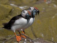 Fratercula arctica, Puffin; Papegaaiduiker  Fratercula arctica, Puffin; Papegaaiduiker : Engeland, England, Farne Isles, Fratercula arctica, Puffin, papegaaiduiker, sea bird, sea birds, vogel, zeevogel, zeevogels