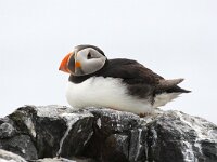 Fratercula arctica 46, Papegaaiduiker, Saxifraga-Bart Vastenhouw