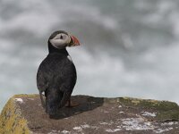 Fratercula arctica 48, Papegaaiduiker, Saxifraga-Peter Stein