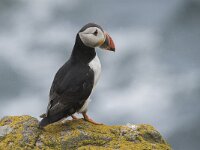 Fratercula arctica 49, Papegaaiduiker, Saxifraga-Peter Stein