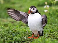 Fratercula arctica 57, Papegaaiduiker, Saxifraga-Bart Vastenhouw