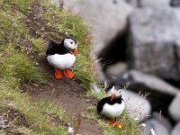 Fratercula arctica 62, Papegaaiduiker, Saxifraga-Bart Vastenhouw