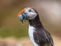 Puffin with beak full of fish  Puffin (Fratercula arctica) with beek full of sandeels on its way to nesting burrow in breeding colony : animal, aquatic, arctic, arctica, atlantic, background, beak, bird, black, britain, british, canada, canadian, close, colorful, europe, faroe, feed, feeding, fish, fishing, fratercula, grass, greenland, iceland, icelandic, island, isles, labrador, marine, nature, newfoundland, norway, ocean, outdoors, parenthood, portrait, puffin, sandeels, scandinavian, sea, uk, up, view, vivid, water, white, wild, wildlife, wings