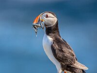 Puffin with fish in beak  Puffin (Fratercula arctica) with fish in beak  underway to its nest in breeding colony on Isle of May, Scotland : animal, aquatic, arctic, atlantic, background, beak, beautiful, beauty, bird, birds, black, blue, britain, british, canada, canadian, clown, colorful, cute, europe, faroe, fish, flying, fratercula, greenland, iceland, icelandic, island, isles, labrador, lunde, nature, newfoundland, norway, ocean, orange, papegaaiduiker, pretty, puffin, reykjavik, rock, scandinavian, scottish, sea, summer, travel, uk, view, water, white, wild, wildlife
