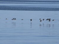 Fratercula arctica 69, Papegaaiduiker, Saxifraga-Willem van Kruijsbergen