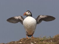 papegaaiduiker, Puffin  papegaaiduiker, Puffin : Engeland, England, Farne Isles, Fratercula arctica, Groot-Brittanie, Puffin, Seahouses, black, papegaaiduiker, sea bird, sea birds, vogel, white, wit, zeevogel, zeevogels, zwart