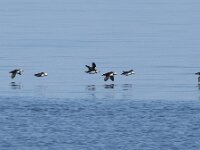 Fratercula arctica 70, Papegaaiduiker, Saxifraga-Willem van Kruijsbergen