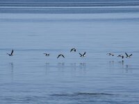 Fratercula arctica 73, Papegaaiduiker, Saxifraga-Willem van Kruijsbergen