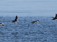 Fratercula arctica 78, Papegaaiduiker, Saxifraga-Willem van Kruijsbergen