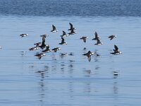 Fratercula arctica 83, Papegaaiduiker, Saxifraga-Willem van Kruijsbergen