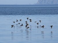 Fratercula arctica 84, Papegaaiduiker, Saxifraga-Willem van Kruijsbergen