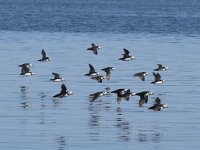 Fratercula arctica 85, Papegaaiduiker, Saxifraga-Willem van Kruijsbergen