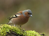 Fringilla coelebs 129, Vink, adult, male, Saxifraga-Theo Verstrael