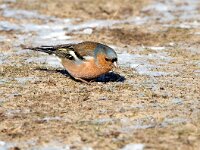 Fringilla coelebs 133, Vink, Saxifraga-Bart Vastenhouw