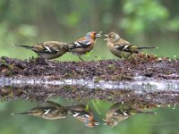 Fringilla coelebs 138, Vink, adult, male and juveniles, Saxifraga-Theo Verstrael