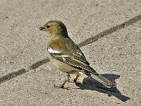 Vink #16139 : Vink, Fringilla coelebs, Chaffinch, female