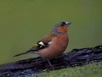 Vink  Vink te Garderen : Fringilla coelebs