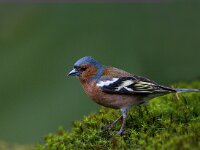 Vink  Vink te Garderen : Fringilla coelebs