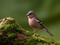 Vink  Vink te Garderen : Fringilla coelebs