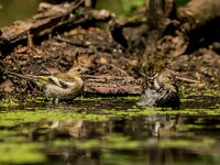 Fringilla coelebs 35, Vink, adult, female, Saxifraga-Theo Verstrael