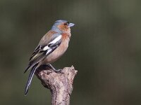Fringilla coelebs 37, Vink, Saxifraga-Mark Zekhuis