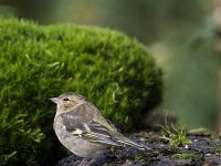 Fringilla coelebs 39, Vink, adult, female, Saxifraga-Theo Verstrael