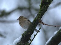 Fringilla coelebs 40, Vink, adult, female, Saxifraga-Theo Verstrael